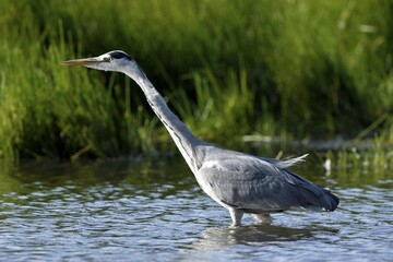 Grey heron (Ardea cinerea), standing in the water, Lower Rhine, North Rhine-Westphalia, Germany, Europe