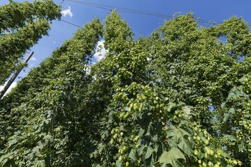 Hop umbels (Humulus lupulus) on the plant, Franconia, Bavaria, Germany, Europe