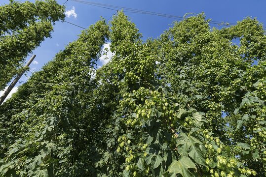 Hop umbels (Humulus lupulus) on the plant, Franconia, Bavaria, Germany, Europe