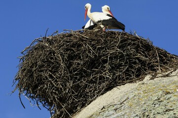 White storks (Ciconia ciconia), couple in nest on rocks, Natural monument Los Barruecos, Cáceres, Extremadura, Spain, Europe