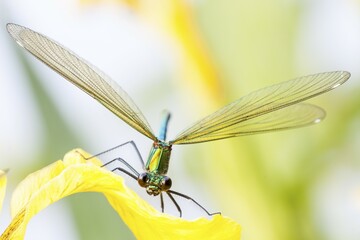 Female Banded demoiselle (calopteryx splendens) on flower of yellow flag (Iris pseudacorus),...