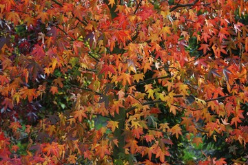American sweetgum (Liquidambar styraciflua) in autumn colors