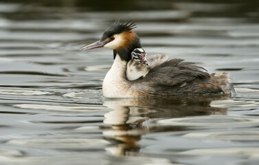 Great crested grebe (Podiceps cristatus) in water with chick sitting in plumage, Emsland, Lower Saxony, Germany, Europe