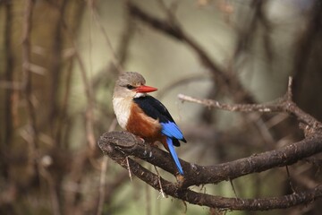 Grey-headed kingfisher (Halcyon leucocephala), on branch, Lake Manyara National Park, Tanzania, Africa