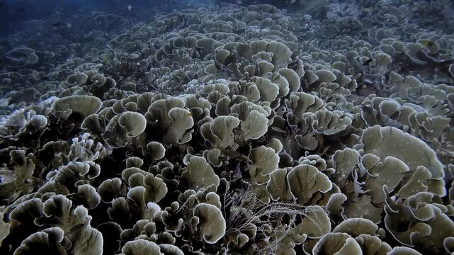 Seeming endless field of Lettuce Leaf hard coral at Melissa's Garden in Raja Ampat
