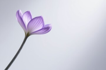 Obraz premium Close-up of a lavender-colored flower on a white background, showcasing soft petals and a serene, minimalist aesthetic