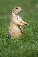 Black-tailed Prairie Dog (Cynomys ludovicianus) stands attentively, France, Europe