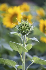 Sunflowers (Helianthus annuus) in a field, Lower Austria, Austria, Europe