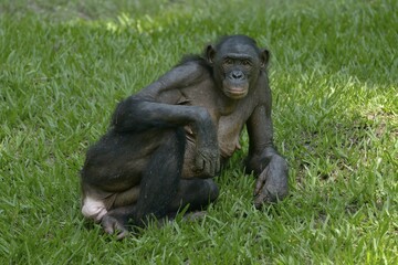 Bonobo (Pan paniscus), Lola ya Bonobo Sanctuary, Kimwenza, Mont Ngafula, Kinshasa, Democratic Republic of the Congo