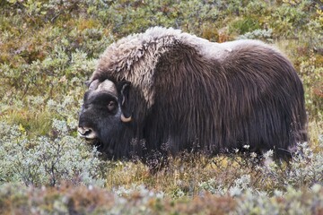 Musk ox (Ovibos moschatus), Dovrefjell-Sundafjella National Park, Norway, Europe