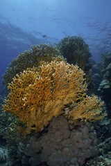 Mesh Fire Coral (Millepora dichotoma), Grid Fire Coral, Dive Site House Reef, Mangrove Bay, El Quesir, Red Sea, Egypt, Africa © Rolf von Riedmatten/imageBROKER