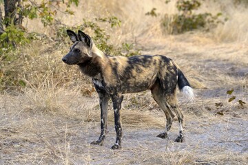 African wild dog (Lycaon pictus), Gomoti Plains, Okavango Delta, Botswana, Africa