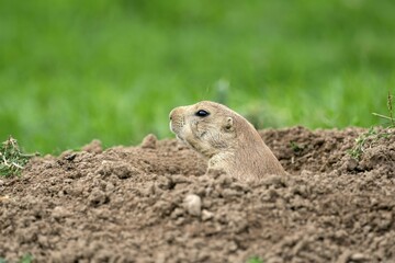 Black-tailed Prairie Dog (Cynomys ludovicianus) at animal den, France, Europe