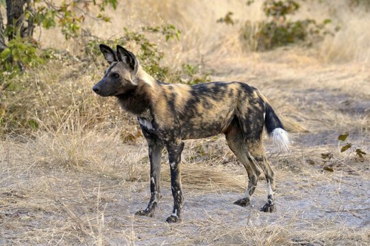 African wild dog (Lycaon pictus), Gomoti Plains, Okavango Delta, Botswana, Africa