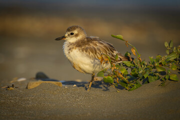 Dotterel bird of New Zealand that is endangered.