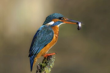 Common kingfisher (Alcedo atthis) female with captured fish in her beak on a branch stump, Hesse, Germany, Europe