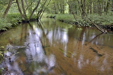 Typical flowing watercourse, river Örtze with alder marsh, Südheide nature park Park, Lüneburg...