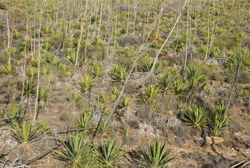 Century plants (Agave americana), Nature Reserve Cabo de Gata-Nijar, Almeria province, Andalusia, Spain, Europe