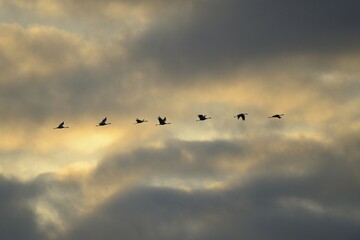 Cranes (Grus grus) in flight, Brandenburg, Germany, Europe