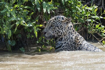 Female Jaguar (Panthera onca) in the water, Cuiaba river, Pantanal, Mato Grosso, Brazil, South...