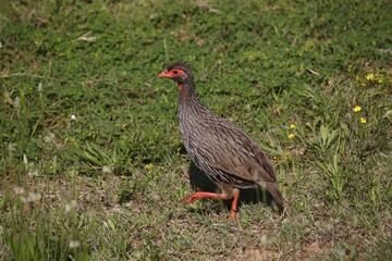 Red-necked spurfowl (Francolinus afer), Eastern Cape, South Africa, Africa