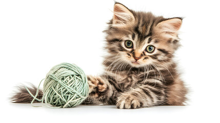 kitten playing with a ball
