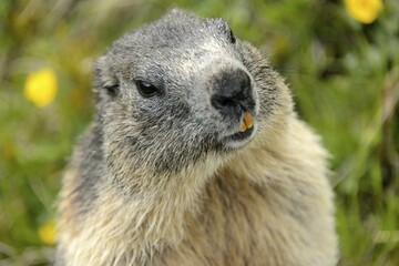 Alpine marmot (Marmota Marmota), portrait, High Tauern National Park, Austria, Europe