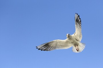 Obraz premium Black-headed gull (Chroicocephalus ridibundus) in flight, blue sky, Kemnade, North Rhine-Westphalia, Germany, Europe
