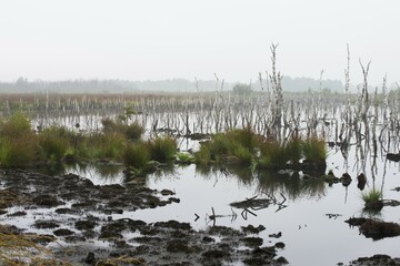 Theikenmeer nature reserve, Emsland, Lower Saxony, Germany, Europe