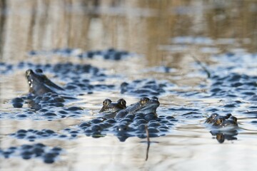 Common frogs (Rana temporaria) spawning, Emsland, Lower Saxony, Germany, Europe