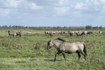 Konik horses, Lauwersmeer National Park, Friesland, Netherlands, Europe