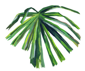 Round fan green palm leaf isolated on white background. Hand drawn gouache illustration. Tropical plant