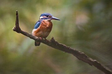 Common kingfisher (Alcedo atthis) on branch, Emsland, Lower Saxony, Germany, Europe