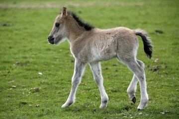 Dülmen pony, colt, Dulmen, North Rhine-Westphalia, Germany, Europe
