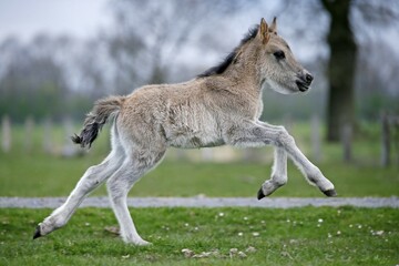 Dülmen pony, colt, running, Dulmen, North Rhine-Westphalia, Germany, Europe