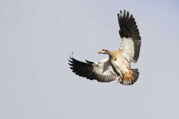 Egyptian Goose (Alopochen aegyptiacus) in flight, Hesse, Germany, Europe