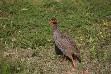 Red-necked spurfowl (Francolinus afer), Eastern Cape, South Africa, Africa