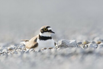 Little ringed plover (Charadrius dubius) breeding on gravel bank, Emsland, Lower Saxony, Germany, Europe