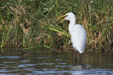 Great egret (Casmerodius albus), standing in water with captured fish in its beak, Emsland, Lower Saxony, Germany, Europe