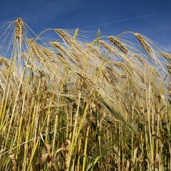 Feld, Rye, (Secale cereale), Mecklenburg-Western Pomerania, Germany, Europe