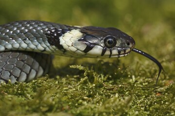 Young grass snake (Natrix natrix) with darting tongue, Schleswig-Holstein, Germany, Europe