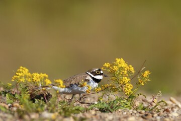 Little ringed plover (Charadrius dubius), male runs over the gravel bank, Middle Elbe Biosphere...