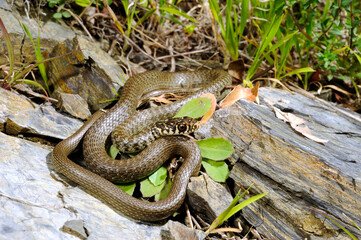 halbwüchstige Gelbgrüne Zornnatter // Green (western ) whip snake (Hierophis viridiflavus) - Sardinien, Italien