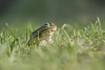 Green frog (Rana esculenta), sits in the grass, Lower Saxony, Germany, Europe
