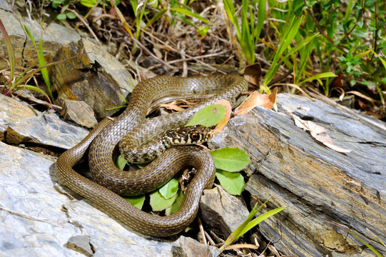 halbw&uuml;chstige Gelbgr&uuml;ne Zornnatter // Green (western ) whip snake (Hierophis viridiflavus) - Sardinien, Italien