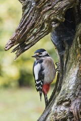 Great Spotted Woodpecker (Dendrocopos major), Emsland, Lower Saxony, Germany, Europe