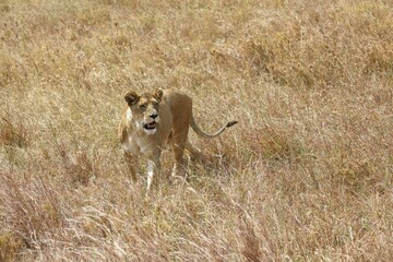 Pregnant lioness wandering in savannah, African lion (Panthera leo), female, Serengeti National...