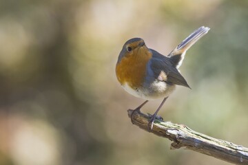 European robin (Erithacus rubecula) sits on branch, Emsland, Lower Saxony, Germany, Europe