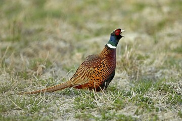 Pheasant (Phasianus colchicus), calling, standing on a field, Burgenland, Austria, Europe