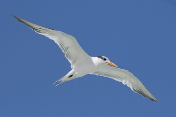 Royal Tern (Sterna maxima), flying, blue sky, Cayo Santa Maria, Cuba, Central America